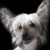 Китайская  хохлатая, Йоркширский  терьер, chinese crested dog,yorkshire terrier