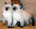 Невские маскарадные голубоглазые котята из питомника Жемчуг Невы