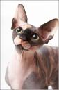 Питомник кошек породы Донской и Канадский Сфинкс «Аватара Сфинкс» (Москва), фото, продажа котят.