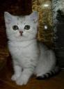 Кошечка окраса серебристая затушеванная - лучший котенок помета