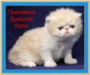 Персидский котик 1 мес окрас кремовый с белым