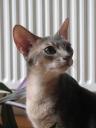 Демис – абиссинский кот голубого окраса