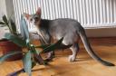 Демис – абиссинский кот голубого окраса