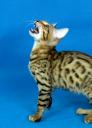Бенгальская кошка  –  домашний мини-леопард