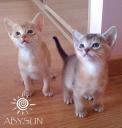 Абиссинские котята редкого серебристого окраса