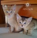 Абиссинские котята редкого серебристого окраса