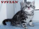 Британские котята мраморных окрасов из питомника VIVIAN.