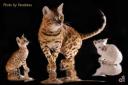 Снежныебенгальские котята