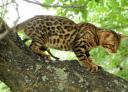 Бенгальские леопардовые котята – неповторимая экзотика в Вашем доме!