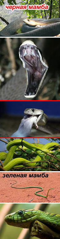 Какая змея самая быстрая в мире?