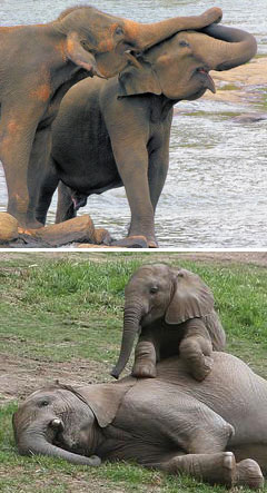 Нежные взаимоотношения слонов