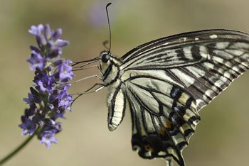 Кто чует лучше всех?