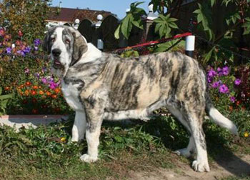 Испанскому  мастифу  с любовью…