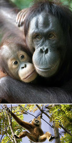 Взаимоотношения полов у приматов. Гиббоны