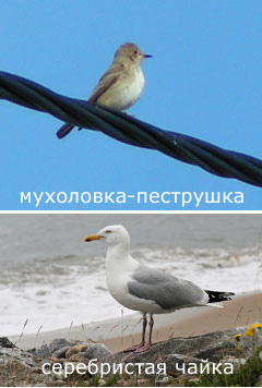 Птичье пение. Разнообразие репертуара