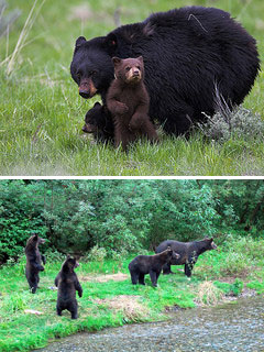 Заботы медведицы-матери