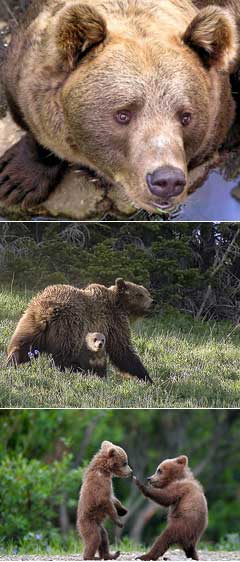 Игра медведицы со своими медвежатами