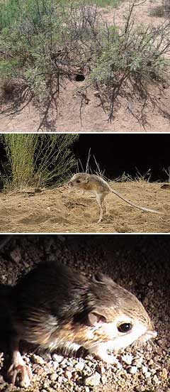Осторожная кенгуровая крыса (прыгун)