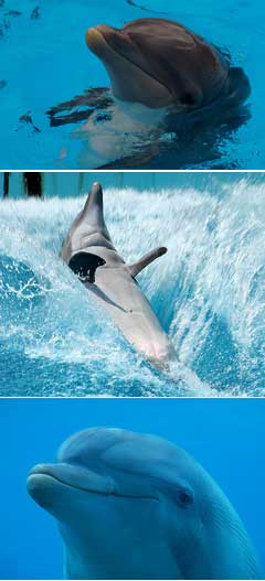 Способности дельфина
