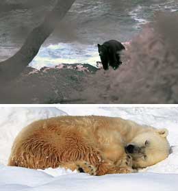 Летняя и зимняя «спячки» животных