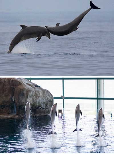 Способности  дельфинов
