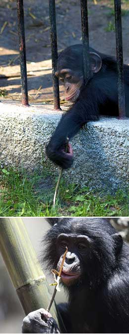 Как шимпанзе решают проблемы