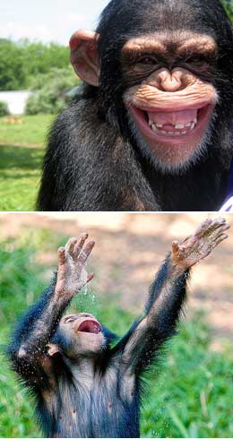 Шимпанзе саванн и тропических лесов