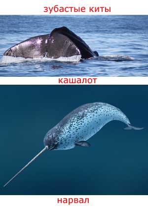 Нарвал — зубастый кит