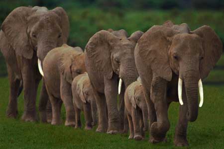 Общение у слонов