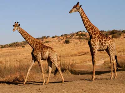 Жираф — самое величественное животное саванны