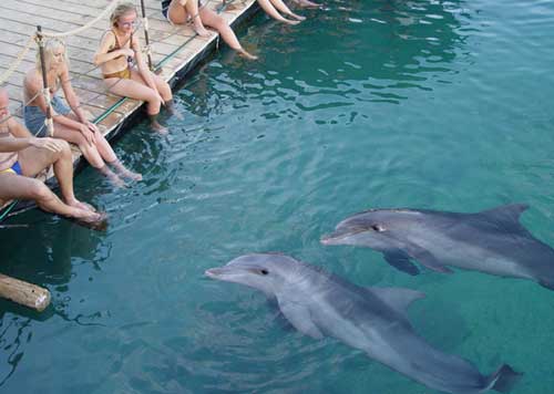 Дельфины лучшие друзья
