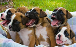 Кого покупать, щенка или взрослую собаку?