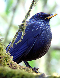 Синяя птица, или фиолетовый дрозд