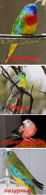 Австралийские травянистые попугайчики