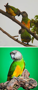 Сенегальские попугаи