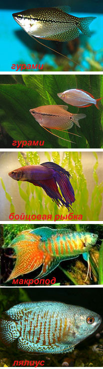 Лабиринтовые рыбки