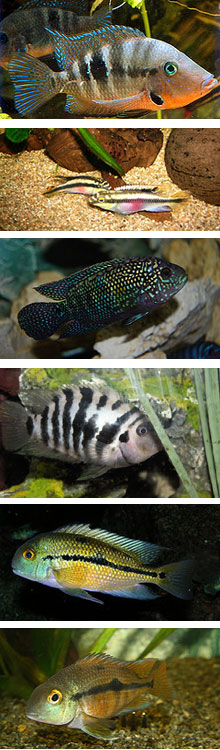 Цихлиды