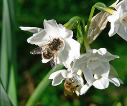 Чувство цвета у&nbsp;животных